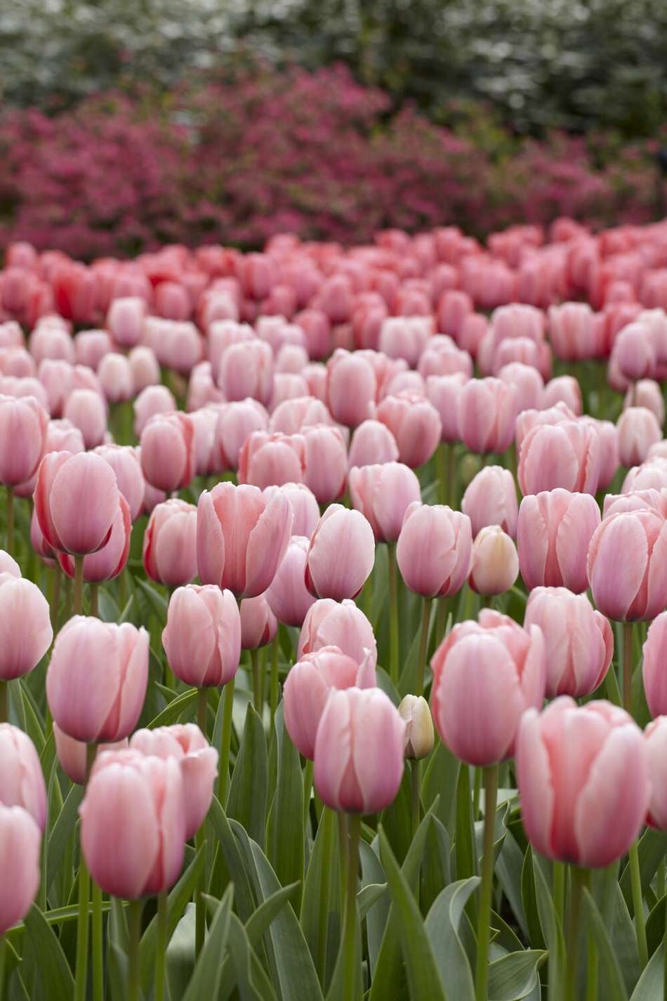 Tulpan 'Salmon Impression'